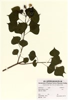 藏品(烏臼)的圖片